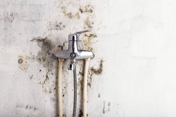 Best Emergency Mold Remediation in Westfield, NJ