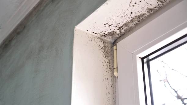 Best HVAC Mold Remediation in Westfield, NJ